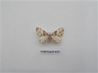 藏品(尺蛾162)的圖片